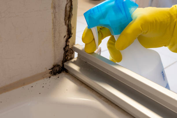 Trusted Shallotte, NC Mold Remediation Experts